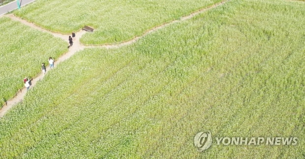 빛바랜 '청춘 메카' 강촌…"몇 달째 텅텅" 보릿고개에 한숨