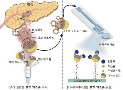 자각 증상 없는 췌장암, 당사슬 포집해 진단한다