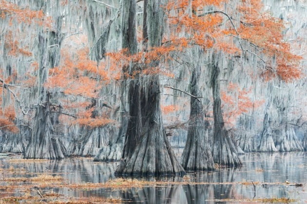 그 외 '풍경과 지구' 포트폴리오 추천작 - 이탈리아 마우로 바티스텔리 / Caddo Lake, Marshall, Texas, USA(미국 텍사스 주 마샬의 캐도 호수), 카도 호수의 안개 낀 아침의 멋진 색깔들. 작가는 이곳의 풍경이 마치 그림인 것처럼 평화롭고 독특하다고 평했다.