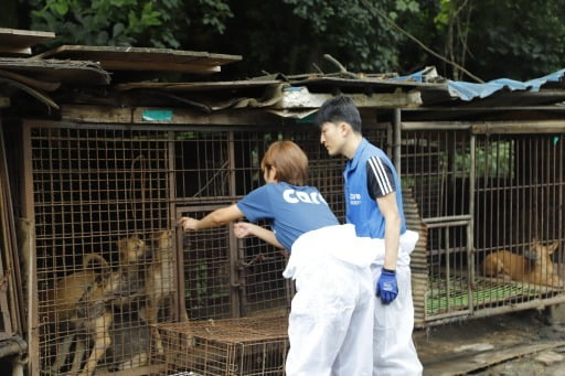 동물권단체 케어 활동가들이 '뜬장'에 갇혀있던 개들을 구조하는 모습. 사진은 기사와 무관함. /사진=연합뉴스