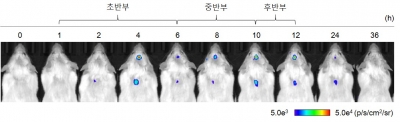 염증 생기면 우울한 이유는 뭘까…국내 연구진이 밝혀냈다