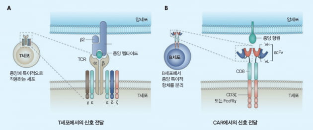 [Cover Story - part.1] NK세포치료제와 CAR-T 치료제의 원리와 기전
