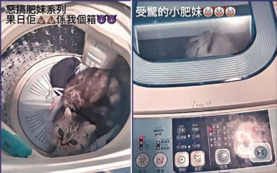 "고양이 세탁기에 넣고 돌려" 홍콩女, 엽기적인 영상 SNS 게재