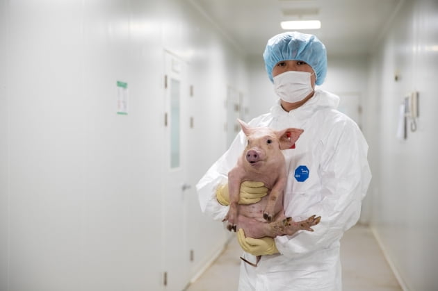 옵티팜, 돼지 신장 이식 원숭이 64일째 생존…국내 최장 기록