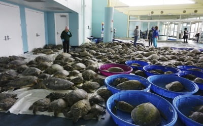 미 최악 한파에 바다거북 수천마리 떼죽음 위기…구조나서 [글로벌+]