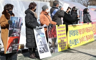 고양이 학대 처벌 청원에…靑 "엄중한 수사 이뤄질 것"