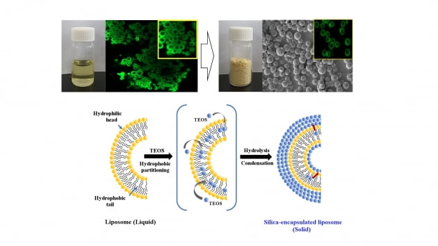 한국세라믹기술원 연구팀, 구형 실리카 리포좀 입자화 기술 개발