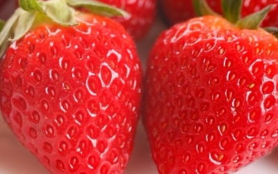 겨우내 라면 다음으로 매출 올린 딸기…역대 최대 물량 행사