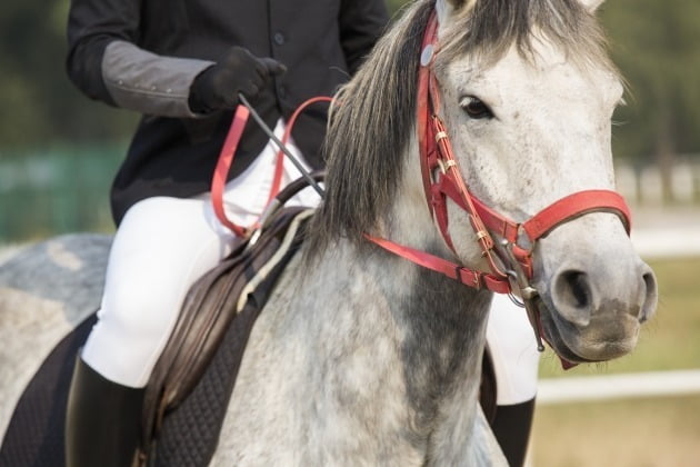 Who is a horseback riding player from a child actor…  |  Hankyung.com