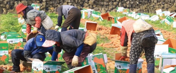 [단독] '1인당 111만원'…월급 받는 농업인 1만명 육박