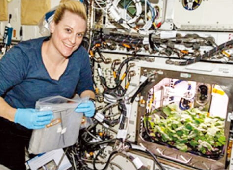 우주정거장 식물재배모습.  NASA 홈페이지 