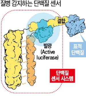 레고처럼 조립하는 단백질로 간염·코로나 1시간 안에 진단