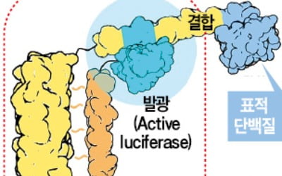 레고처럼 조립하는 단백질로 간염·코로나 1시간 안에 진단