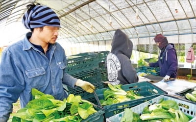 외국인 일손 80% 빠져…속타는 中企·농가 "공장·논밭 놀릴 판"