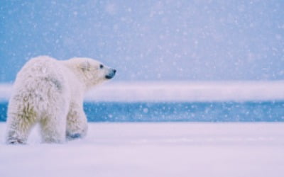 [사진이 있는 아침] 북극곰이 바라보는 곳은