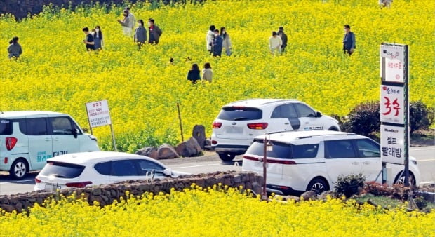 [포토] 노랗게 물든 유채꽃밭…설 관광객 맞는 제주 