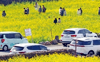 [포토] 노랗게 물든 유채꽃밭…설 관광객 맞는 제주 