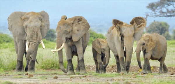 멸종 위기에 처한 아프리카 코끼리를 보호하기 위해 케냐는 사냥을 불법화하고 상아 등의 거래를 금지했지만 밀렵을 막지는 못했다. 반면 짐바브웨는 코끼리를 주민들에게 분양해 사유재산화하는 방법으로 그 숫자를 크게 늘렸다. 이처럼 공유자원이 과다하게 남용되는 ‘공유지의 비극’을 해결하기 위해서는 소유권을 명확히 하는 방안이 가장 효율적이다.  Getty Images Bank 