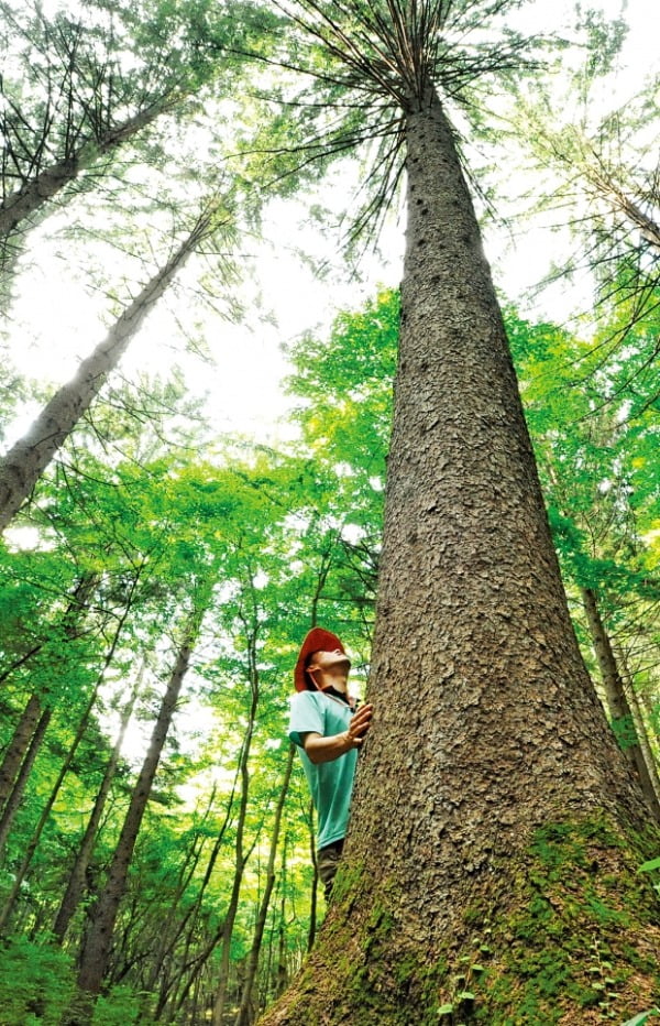 산림청이 2050년까지 30억 그루의 나무를 심어 매년 탄소 3400만t을 줄이는 내용을 담은 2050 탄소중립을 추진하기로 했다. 사진은  전북 무주군 국립덕유산자연휴양림 내 독일가문비나무 숲.  산림청 제공 