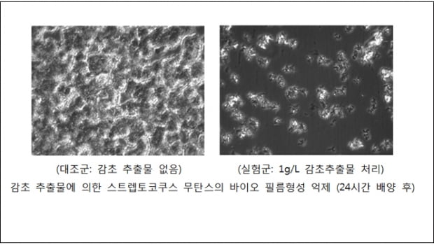 “감초의 ‘단맛’으로 충치 예방”…국민대 교수, 프라그 억제 방법 구명