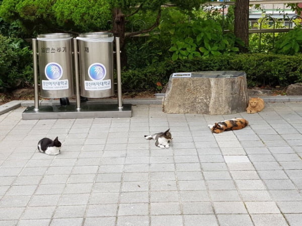 &#39;길냥이와 함께 공생하는 성신여대&#39;···학생들과 양보경 총장의 배려로 목숨 구한 길냥이 &#39;민현이&#39; 