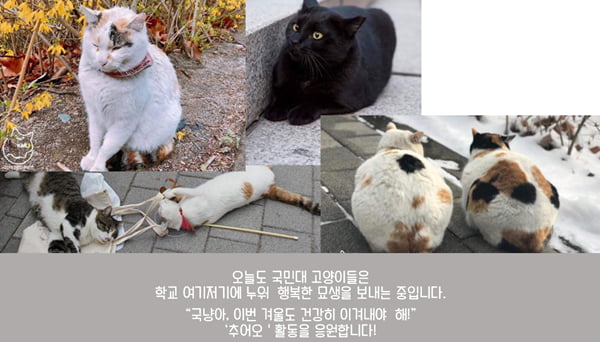 사람과 고양이가 공생하는 대학 ‘국민대 고양이 추어오’를 아시나요?
