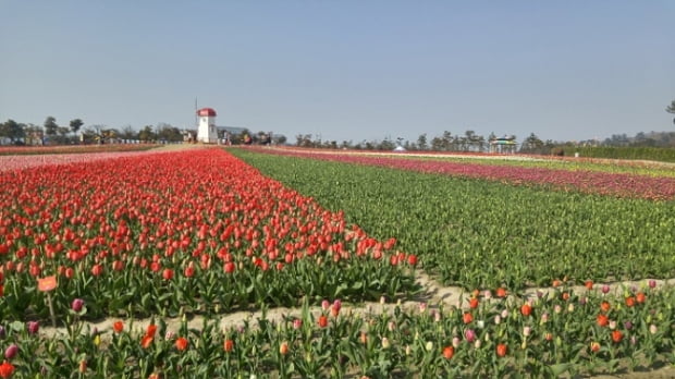[1618]‘봄꽃 보러 어디로 갈까’…전국 꽃축제 총정리 