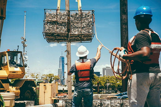 뉴욕에 생명을 불어넣는 굴, 빌리언 오이스터 프로젝트