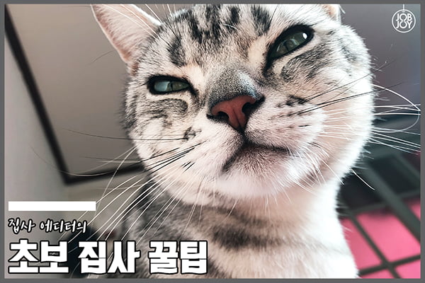 [카드뉴스] 초보 집사를 위한 꿀팁