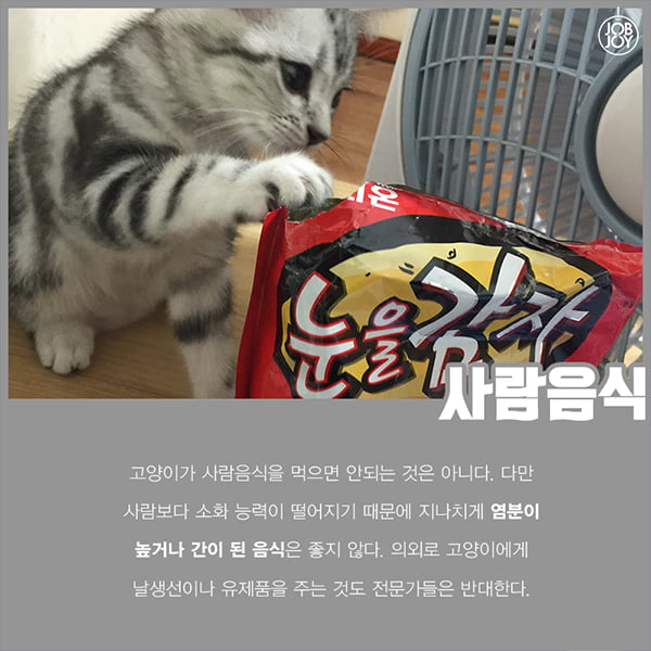 [카드뉴스] 초보 집사를 위한 꿀팁