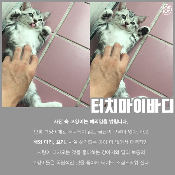 [카드뉴스] 초보 집사를 위한 꿀팁