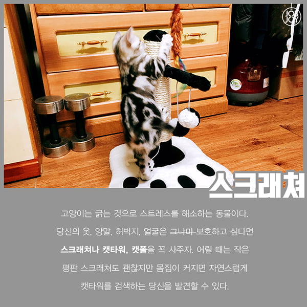 [카드뉴스] 초보 집사를 위한 꿀팁