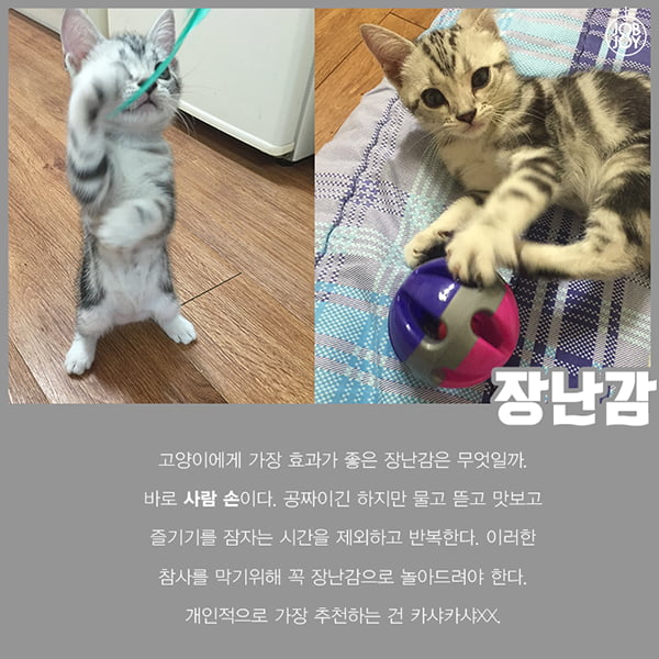 [카드뉴스] 초보 집사를 위한 꿀팁