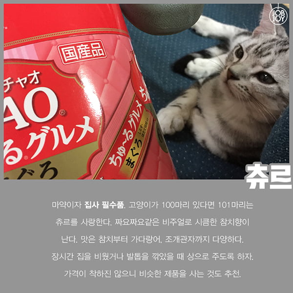 [카드뉴스] 초보 집사를 위한 꿀팁