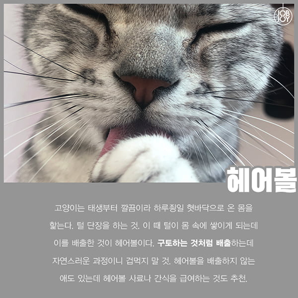[카드뉴스] 초보 집사를 위한 꿀팁