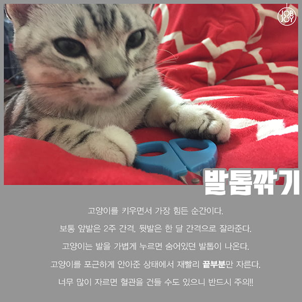 [카드뉴스] 초보 집사를 위한 꿀팁