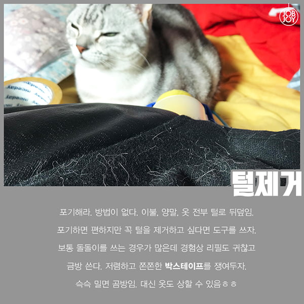 [카드뉴스] 초보 집사를 위한 꿀팁