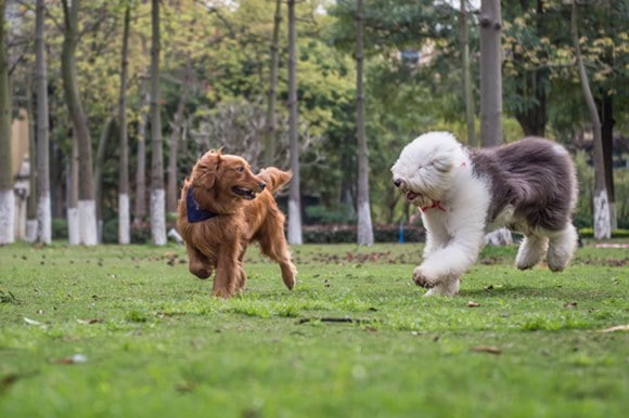 Golden Retriever and Ancient Shepherd, played on the grass