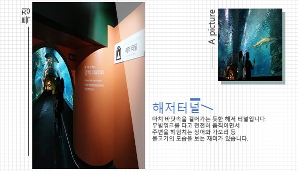 &quot;물고기 좋아해? 그럼 아쿠아리움이지&quot; 수도권 아쿠아리움 관람 Tip