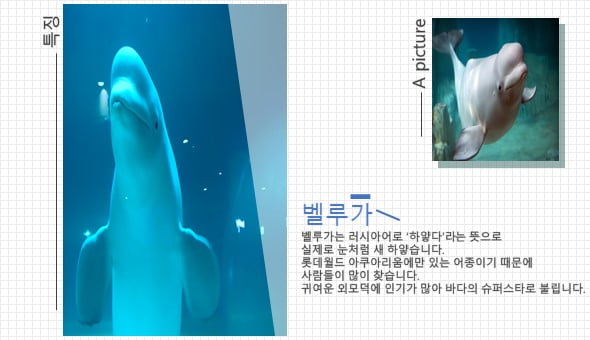 &quot;물고기 좋아해? 그럼 아쿠아리움이지&quot; 수도권 아쿠아리움 관람 Tip