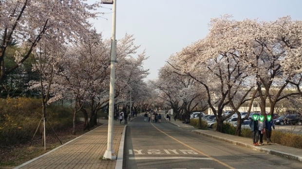 [대학생 기자] 경희대 &#39;호숫가&#39;, 순천향대 &#39;피닉스광장&#39;... 사랑이 이뤄지는 캠퍼스 벚꽃명소 베스트3