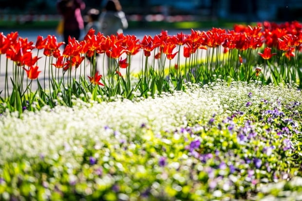 Red tulips in a spring garden