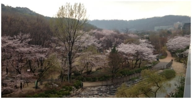 벚꽃놀이, 캠퍼스 안에서 즐겨요!