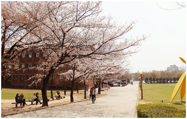 벚꽃놀이, 캠퍼스에서 즐겨볼까?