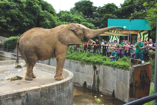 [GLOBAL_일본] 늙어가는 코끼리…동물원 고령화 ‘몸살’