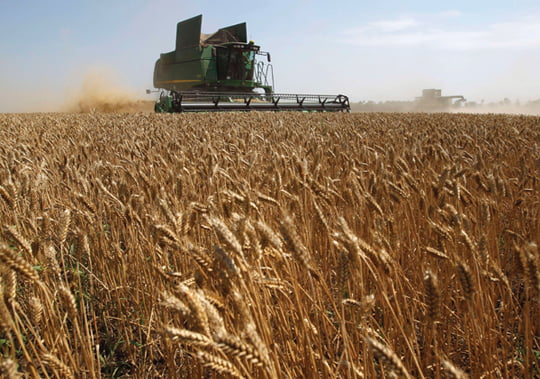<YONHAP PHOTO-2213> Farmers harvest wheat at a field near Mezokovesd, 130 km (80.8 miles) east of Budapest, July 13, 2011. Hungary's Agriculture Ministry estimated the 2011 wheat crop at 3.93 million tonnes, slightly above 3.76 million tonnes harvested last year but still 10 percent below the average of the 2006-2010 period. On top of domestic needs, the ministry has said some of the wheat harvested would be available for export. REUTERS/Laszlo Balogh (HUNGARY - Tags: AGRICULTURE BUSINESS FOOD)/2011-07-13 23:09:35/
<????沅??? ?? 1980-2011 ???고?⑸?댁?? 臾대? ??? ?щ같? 湲?吏?.>