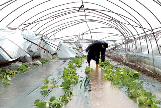 <YONHAP PHOTO-1193> '애타는 농심'

    (논산=연합뉴스) 김준호 기자 = 제14호 태풍 '덴빈'의 상륙을 앞두고 30일 오후 충남 논산시 광석면의 한 호박 재배비닐하우스 안에서 한 농민이 태풍 '볼라벤'때 내린 비로 물에 잠긴 호박을 살펴보고 있다.2012.8.30.

    kjunho@yna.co.kr/2012-08-30 13:54:22/
<저작권자 ⓒ 1980-2012 ㈜연합뉴스. 무단 전재 재배포 금지.>