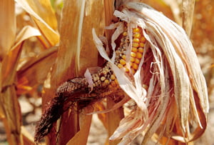 <YONHAP PHOTO-0646> Corn plants are seen in a drought-stricken farm field near Evansville, Indiana, July 18, 2012. Oppressive heat and a worsening drought in the U.S. Midwest pushed grain prices near or past records on Wednesday as crops wilted, cities baked and concerns grew about food and fuel price inflation in the world's top food exporter. REUTERS/John Sommers II (UNITED STATES - Tags: AGRICULTURE ENVIRONMENT BUSINESS)/2012-07-19 11:11:24/
<저작권자 ⓒ 1980-2012 ㈜연합뉴스. 무단 전재 재배포 금지.>