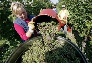 <YONHAP PHOTO-1244> Winemaker Margarte Troescher harvests Mueller-Thurgau grapes in the vineyards of Munzingen, southern Germany, on Tuesday, Sept. 16, 2008. German wine growers expect a  wine in good quality from this year's grapes, if the weather stays warm and friendly. (AP Photo/ Winfried Rothermel)  /2008-09-16 21:15:55/
<저작권자 ⓒ 1980-2008 ㈜연합뉴스. 무단 전재 재배포 금지.>