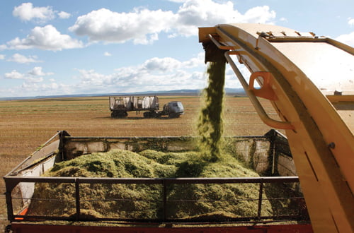 <YONHAP PHOTO-1076> A grain combine harvester loads a truck in an agrarian field owned by the "Solgonskoye" joint-stock company, near the village of Solgon, 308 km (191 miles) southwest of Russian Siberian city of Krasnoyarsk, August 7, 2010. Russia plans to discuss after October 1 a possible extension or a scrappage of the grain export ban which will go in place from August 15 until the end of the year, a government source told Reuters on Friday.  REUTERS/Ilya Naymushin  (RUSSIA - Tags: ENVIRONMENT BUSINESS POLITICS AGRICULTURE)/2010-08-07 23:57:38/
<저작권자 ⓒ 1980-2010 ㈜연합뉴스. 무단 전재 재배포 금지.>